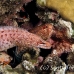 eel_moray_barredfin_nus_h_0705_png1807.jpg